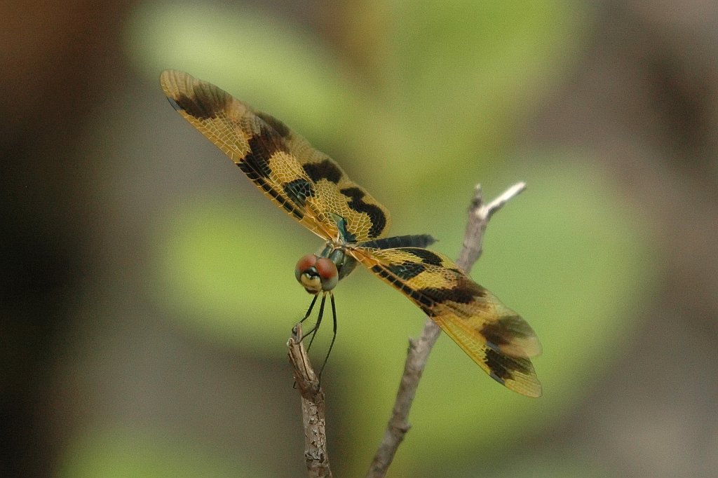 061 2007-12222605 Kakadu - Nourlangie Rock, NT.JPG - Graphic Flutterer (Rhyothemis graphitera) Dragonfly. Nourlangie Rock, Kakadu National Park, 12-22-2007